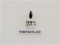 藏品(步行蟲(2))的圖片